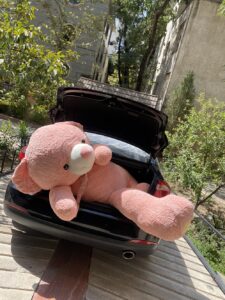 خرس دو متر و بیست سانتی گلبه ایی - تصویر 11
